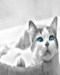 pic for Blue Eyed Cat